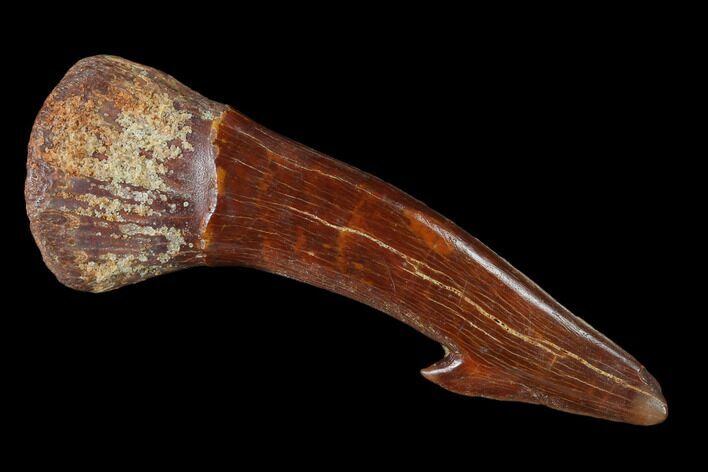 Fossil Sawfish (Onchopristis) Rostral Barb- Morocco #135002